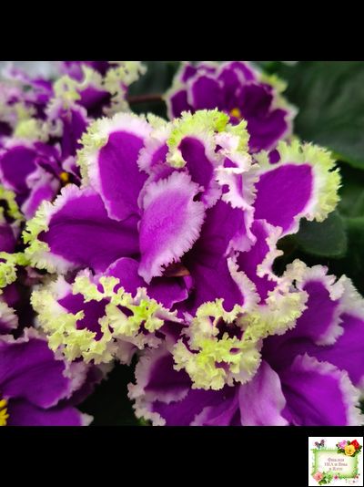 ЕК-Малахитовая Орхидея (Е. Коршунова) 2012 г.