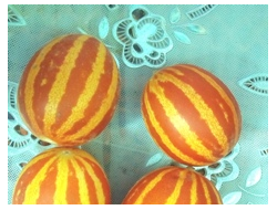 Вьетнамская дыня Подарок дедушки Хо Ши Мина