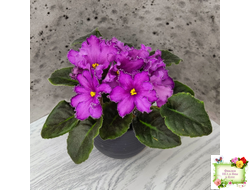 НК-Императорский Сад (Н.Козак) 2019 г. (лонг листва)