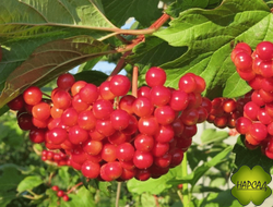 КАЛИНА ПЛОДОВАЯ