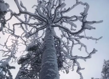 Продажа Кело сосна