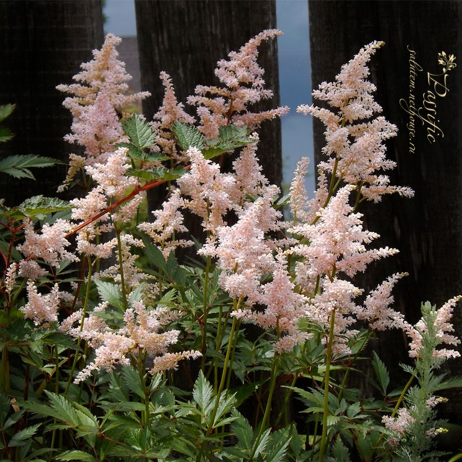 Astilbe japonica Peach Blossom