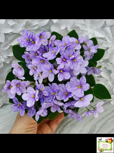 ГЕА-Весёлый Клоун (Е. Галицкая) 2024 г. трейлер