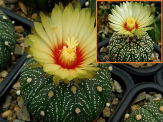 Astrophytum asterias f.Llera Х A. asterias hybr - 5 семян