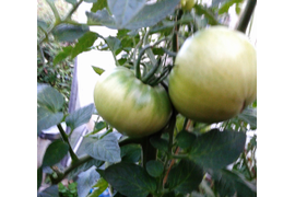 сорт Замок Шартр, 24 июля