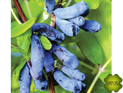 Жимолость "ВОЛХОВА" ( с земляничным вкусом)