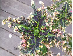 Колеус UTS Cooper Coral