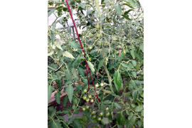 сорт Шоколадный подарок 22 июня. Первая кисть подвязана.