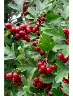 Боярышник (плодовый)