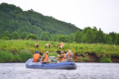 медвежья семейка