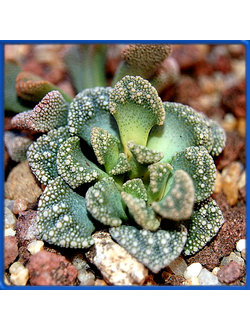 Titanopsis calcarea