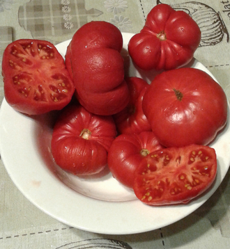 Семена томата Укус змеи, Гном