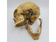 череп, ариец, офицер, фриц, кость, скелет, черепок, skull, голова, труп, человек, лицо, останки