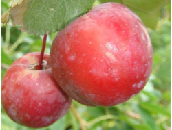 Пасхальное (яблоня)