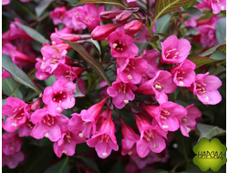 Вейгела "ВИКТОРИЯ" (ДОЛГОЕ ЦВЕТЕНИЕ)