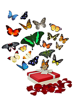 салют из 50 тропических бабочек