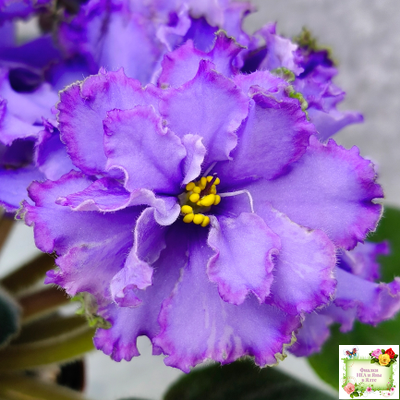 Blue Dragon (LLG/P.Sorano) (9516) 12/17/2005