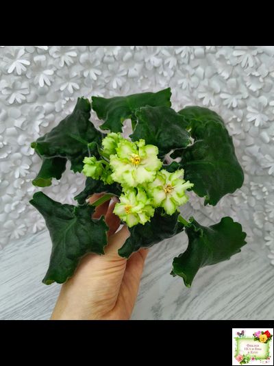 ЕК-Весёлая Клумба (Е. Коршунова) 2023 г.