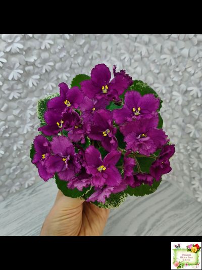 ЛЕ-Адреналин (Е. Лебецкая) 2020 г.