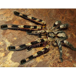 Poecilotheria fasciata