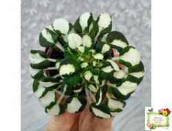 RUD-Green and White (Е. Рудницкий) 2023 г. листовая химера трейлер