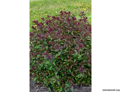 Купить спирея японская Мерло Грин в Москве в красовский-сад.рф