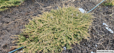 Можжевельник обыкновенный Green Carpet - фото саженцев - красовский-сад.рф