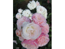 Буке Парфе роза, ОКС