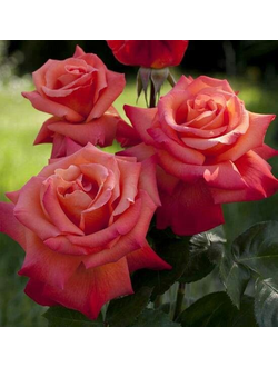 Христофор Колумб (Christophe Colomb)