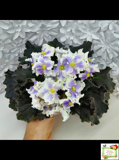 РМ-Золотой Берилл (Н.Скорнякова)