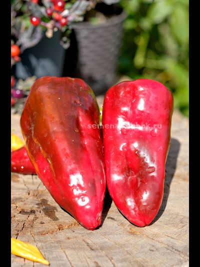 Перец сладкий Najerano Pepper (Нажеранский), 10 шт