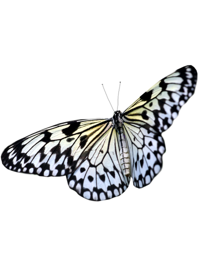 Тропикарий-ферма Бабочек 14 куколок разные виды