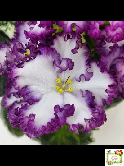 АВ-Навсегда (Фиалковод) 2021 г. (лист посажен 03.11.25)