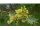 Мимоза (Acacia dealbata) абсолю 50% в ДПГ, Тунис, 5г