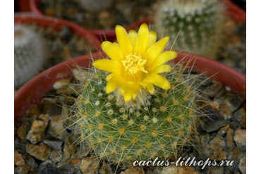 Parodia chrysacantha