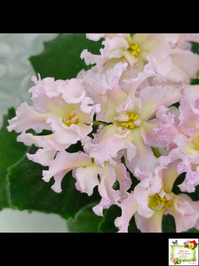 РМ-Солнечное Конфетти (Н. Скорнякова) 2022 г.