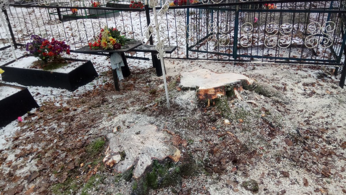Вырубка берез на кладбище д. Молвотицы Маревского района