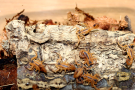 Скорпион Титус стигмурус, Тityus stigmurus