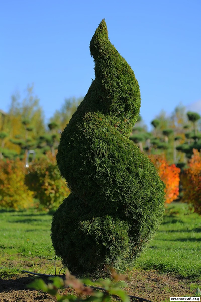 Туя Смаргад Грин Арт