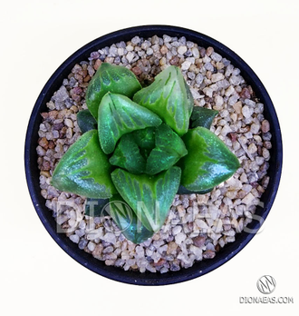 Хавортия пигмея мутант Ледяной Город - Haworthia pygmaea Mutant Ice City