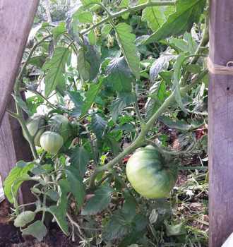 Семена томата Шарбоньер дю Берри