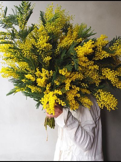 Охапка мимозы XXL