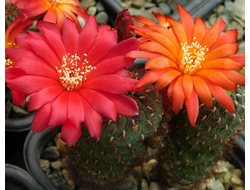 Sulcorebutia  frankiana VS 0346 - 5 семян