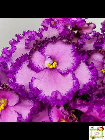 Lyon&#039;s Pirate&#039;s Treasure (S. Sorano) (8529) 11/09/1996