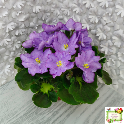 АВ-Девочка с Севера (Фиалковод) 2021 г.