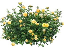 Почвопокровные розы