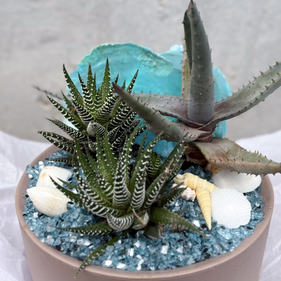 Голубая ракушка