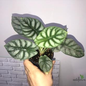 Алоказия Silver Gragon
