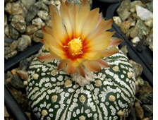 cactus-lithops - интернет-магазин кактусов и литопсов