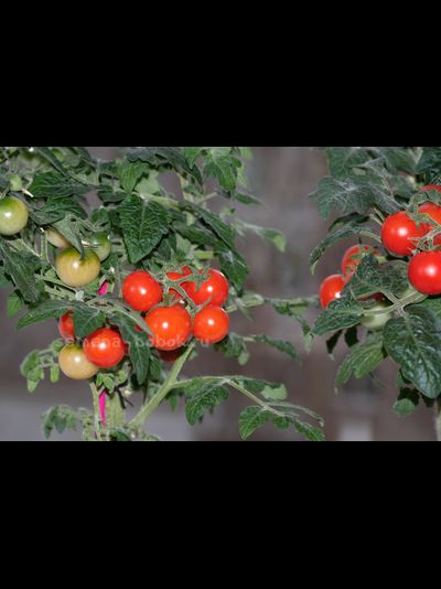 Томат  Red Robin (Ред Робин), 10 шт.